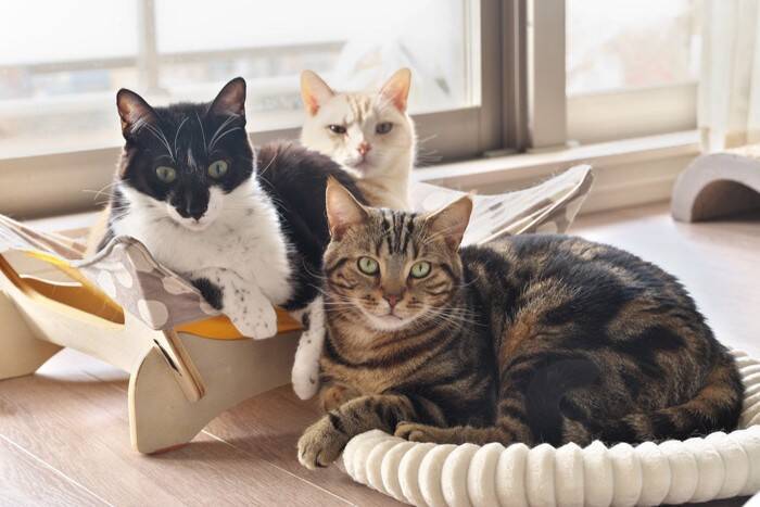 猫同士の間で『モテモテな猫』に当てはまる特徴3つ　好かれる理由や意外な条件とは？