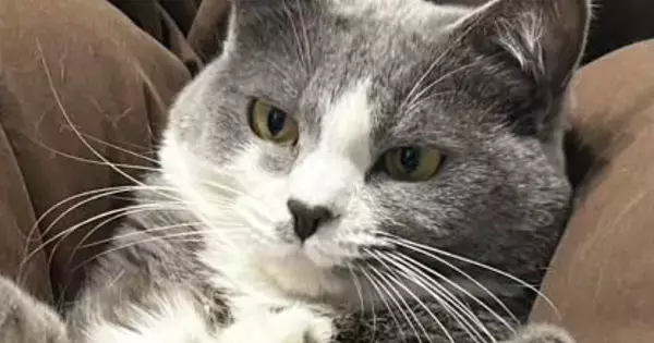 娘が猫の足に『乗せていたもの』とは……ママ困惑の『撮影会の様子』に「発想がすごいｗ」「芸術家ｗ」「なかなかのバランス感覚」と爆笑の声