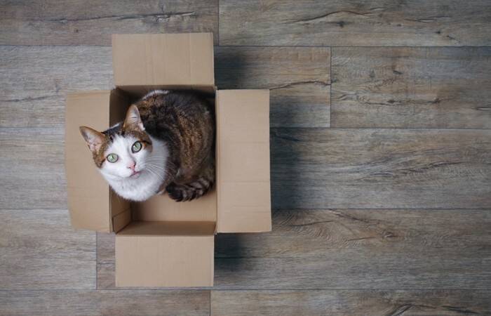 猫が語尾をあげて『ニャ？』と鳴く理由3選　聞きたいことがある？気持ちを読み取るポイントまで