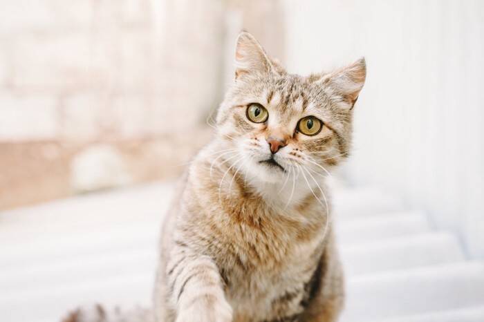 猫が語尾をあげて『ニャ？』と鳴く理由3選　聞きたいことがある？気持ちを読み取るポイントまで