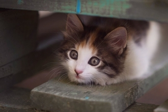 猫が『雷や台風』を怖がってしまう理由3つ　不安を感じているサインや落ち着かせるコツも