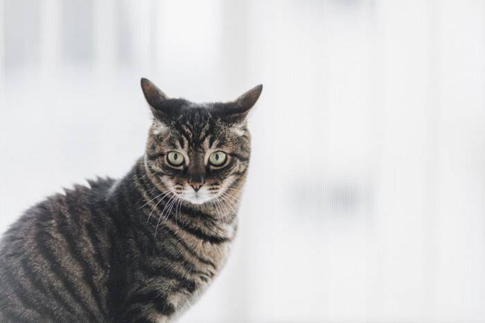猫が『雷や台風』を怖がってしまう理由3つ　不安を感じているサインや落ち着かせるコツも