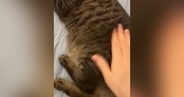 おしりをぽんぽんと叩いてもらってご機嫌な猫→飼い主が『手を止める』と…続けざるを得ない展開に「可愛すぎる」「たまらんわ」と１万いいね