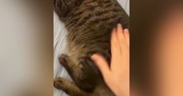 おしりをぽんぽんと叩いてもらってご機嫌な猫→飼い主が『手を止める』と…続けざるを得ない展開に「可愛すぎる」「たまらんわ」と１万いいね