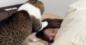 深夜2時、眠っているママのもとへ向かった猫→どうしても甘えたくて…『猛アピール』の様子が31万再生「赤ちゃんみたいｗ」「勢いが凄いｗ」