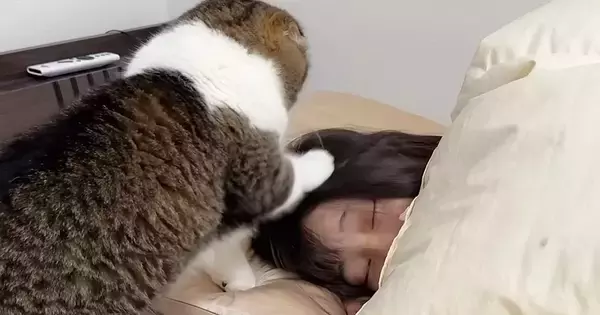 深夜2時、眠っているママのもとへ向かった猫→どうしても甘えたくて…『猛アピール』の様子が31万再生「赤ちゃんみたいｗ」「勢いが凄いｗ」