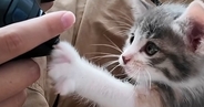 お兄ちゃんのことが大好きで、そばから離れない保護子猫…可愛すぎる『1か月間の記録』が103万再生「兄妹だと思ってそう」「鼻血止まらん」