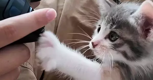 お兄ちゃんのことが大好きで、そばから離れない保護子猫…可愛すぎる『1か月間の記録』が103万再生「兄妹だと思ってそう」「鼻血止まらん」