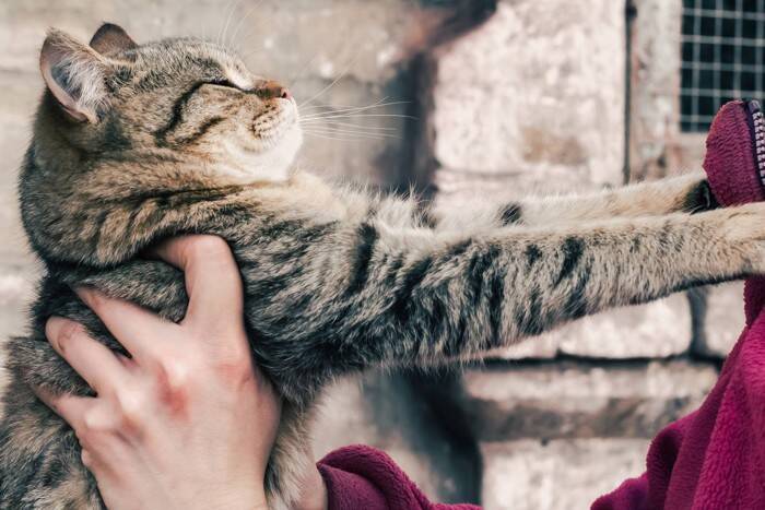 猫が『抱っこが大きらい』になってしまう原因5選　嫌がる子は抱っこの何がダメなの？