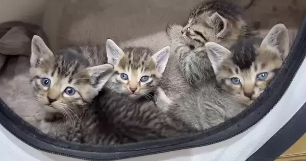 道端にいた『キジトラ子猫4兄妹』を保護した結果…1匹の先輩猫が見せた『優しい対応』が感動を呼び23万再生「母性に涙」「愛情深いねぇ」