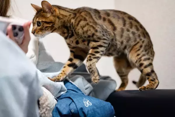 猫と『相性がいい人』に共通する特徴5選　好まれやすい理由や心がけたいポイントも解説