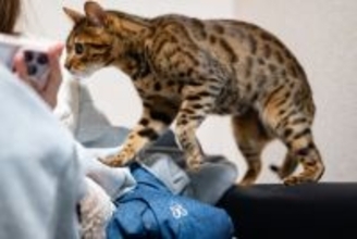 猫と『相性がいい人』に共通する特徴5選　好まれやすい理由や心がけたいポイントも解説