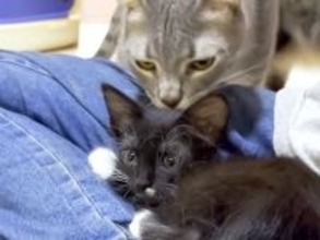 『甘え方を知らない保護子猫』が６匹の先住猫と触れ合った結果→愛情にあふれた『神対応』に反響「良いコンビネーション」「優しくて感動」