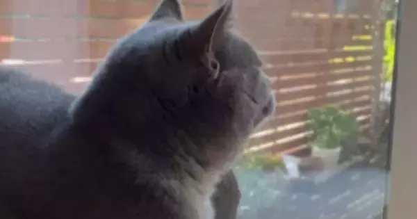 窓の外を平然と眺める猫→『おてて』に注目すると…思わず笑ってしまう『まさかの状況』が21万再生「プライドを感じるｗ」「不自由なのにｗ」