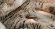 天敵のお姉ちゃんに『モフられていた猫』→表情を見たら……笑ってしまう瞬間に２万いいね「たまらニャいねｗ」「お口がかわいい」と話題