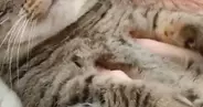 天敵のお姉ちゃんに『モフられていた猫』→表情を見たら……笑ってしまう瞬間に２万いいね「たまらニャいねｗ」「お口がかわいい」と話題