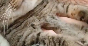 天敵のお姉ちゃんに『モフられていた猫』→表情を見たら……笑ってしまう瞬間に２万いいね「たまらニャいねｗ」「お口がかわいい」と話題
