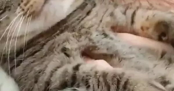 天敵のお姉ちゃんに『モフられていた猫』→表情を見たら……笑ってしまう瞬間に２万いいね「たまらニャいねｗ」「お口がかわいい」と話題