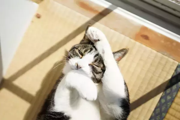 猫はなぜ『ネコ』と呼ばれるようになったの？　考えられている3つの説や語源をご紹介