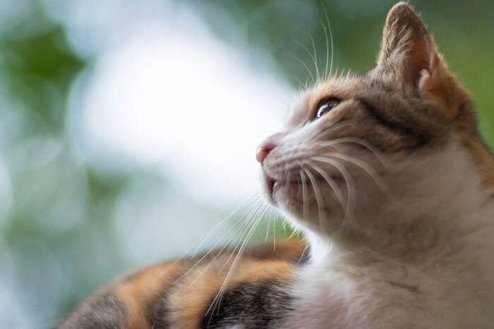 猫はなぜ『ネコ』と呼ばれるようになったの？　考えられている3つの説や語源をご紹介