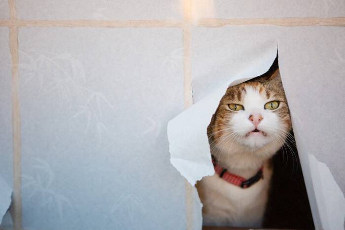 猫はなぜ『ネコ』と呼ばれるようになったの？　考えられている3つの説や語源をご紹介