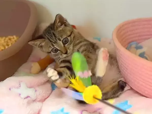 保護されてから５日目の子猫→いっしょに『猫じゃらし』で遊んだら、両前足で…『尊い光景』に反響「真剣白刃取りお見事」「心臓やられた」