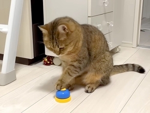 『人間を呼ぶためのベル』を猫に与えた結果→隣の部屋に移動したら…想像以上に『賢い行動』が話題「理解してる」「呼ばれたら行くしかないｗ」