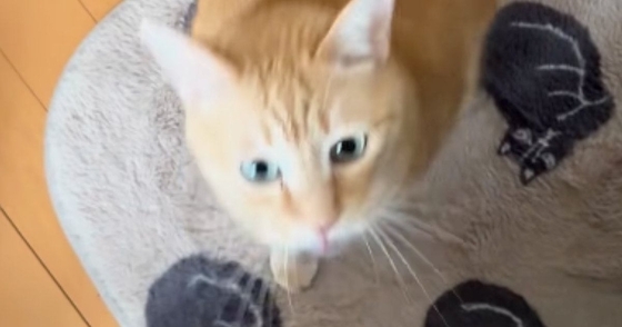 出かけようと準備を始めたら、猫がやってきて…とんでもなく尊い『引き止め方』に「出かけられなくなっちゃう」「キュンときた」と27万再生