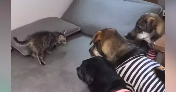 ３頭の犬が暮らすおうちにやってきた『新入りの猫』→ソファの上にいると…ほっこりする光景が22万再生「みんな優しすぎ」「愛があふれてる」
