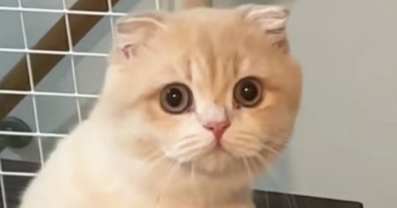 洗面所に入ると、1歳の猫が必ず様子を見にやってきて…『可愛すぎる光景』に22万いいね「首の角度がたまらん」「真剣に見てるねｗ」