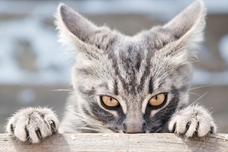 『ストレスを溜めている猫』に生じる変化4つ　放置してはいけない理由や取るべき対応も解説