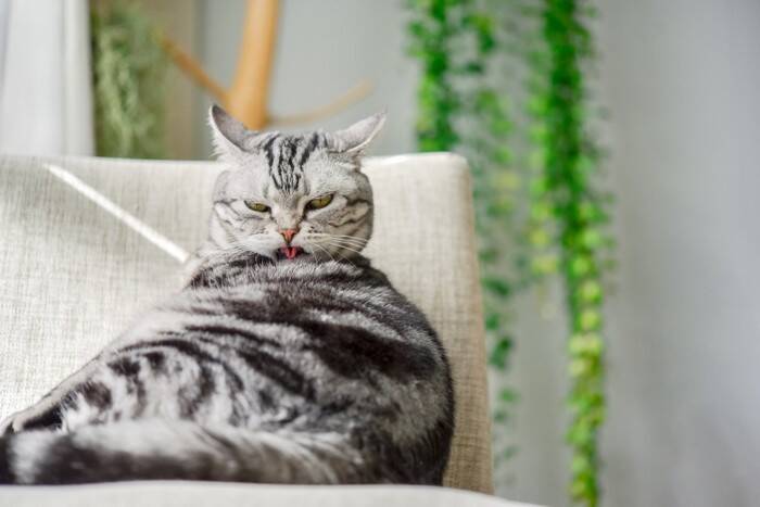 『ストレスを溜めている猫』に生じる変化4つ　放置してはいけない理由や取るべき対応も解説