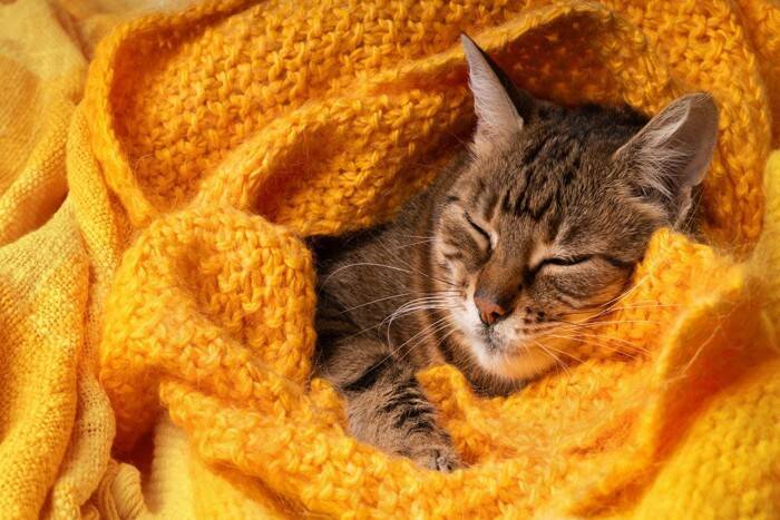 『ストレスを溜めている猫』に生じる変化4つ　放置してはいけない理由や取るべき対応も解説