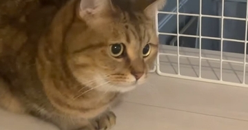動く布団に夢中になった『猫』→飼い主が大きく動かした次の瞬間…まさかの『表情』に「ほんとかわいいｗ」「癒やしをありがとうｗ」と反響
