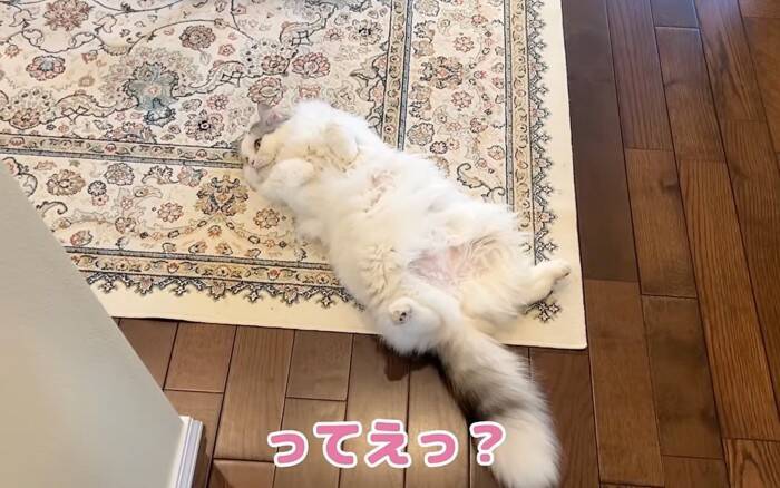 先住猫が"凶暴化"した結果、後輩猫が……予想外の『一体化』に爆笑する人続出「一体化してて最高に可愛い」「色が同じでｗ」の声