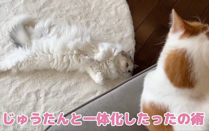 先住猫が"凶暴化"した結果、後輩猫が……予想外の『一体化』に爆笑する人続出「一体化してて最高に可愛い」「色が同じでｗ」の声