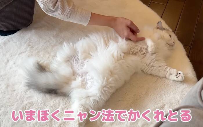 先住猫が"凶暴化"した結果、後輩猫が……予想外の『一体化』に爆笑する人続出「一体化してて最高に可愛い」「色が同じでｗ」の声