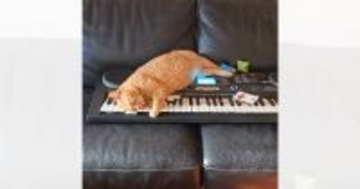 家に帰ると『不穏すぎるBGM』が聞こえて…部屋を見た結果→まさかの『猫の様子』が80万再生「完全に事件現場ｗ」「危険が迫ってる音ｗ」