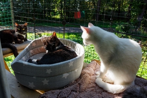 「キャティオ」がストレスを軽減し、幸せな猫にしてくれる　米国で建設がブームに