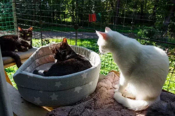 「キャティオ」がストレスを軽減し、幸せな猫にしてくれる　米国で建設がブームに