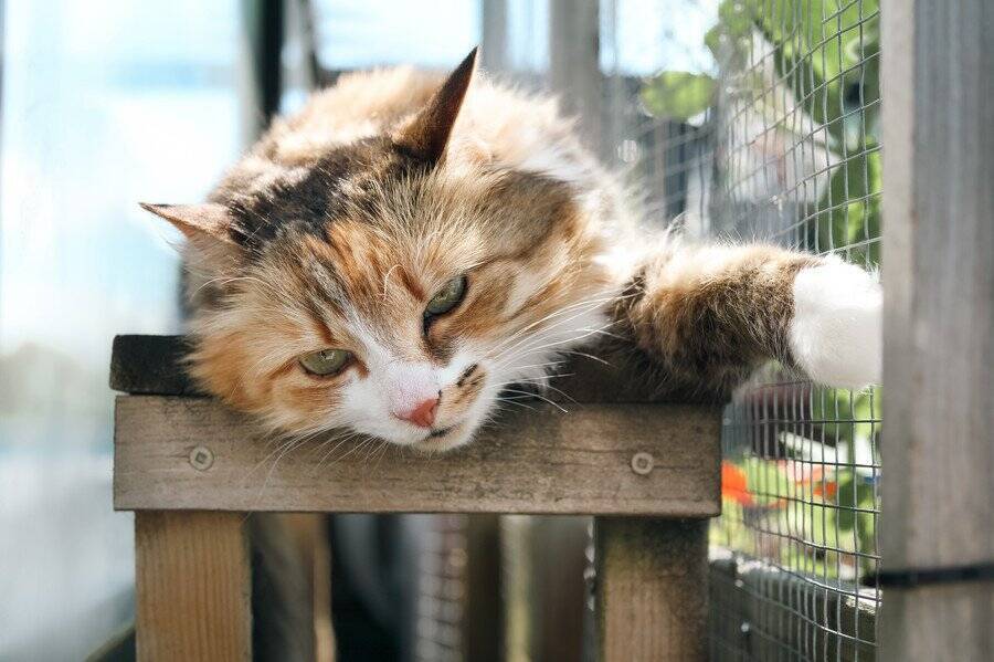 「キャティオ」がストレスを軽減し、幸せな猫にしてくれる　米国で建設がブームに