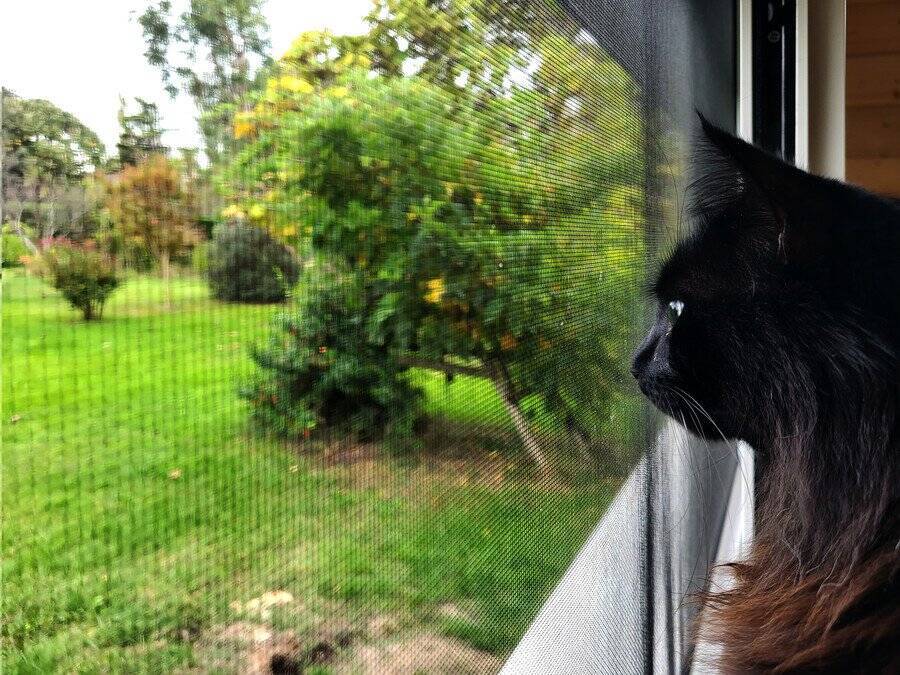 「キャティオ」がストレスを軽減し、幸せな猫にしてくれる　米国で建設がブームに