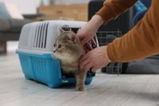 「ママの声だ！」電話から聞こえる懐かしい飼い主の声に、大興奮の保護猫　人々の協力で無事自宅へ戻る　米国