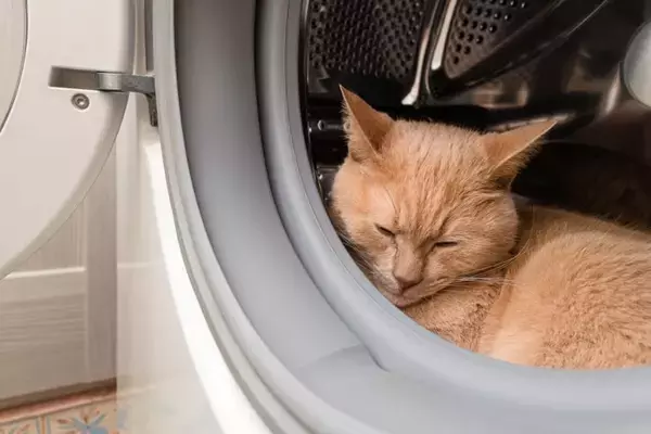 猫が『死ぬ直前』に姿を隠す3つの理由　お別れが近付いているサインや飼い主ができることも