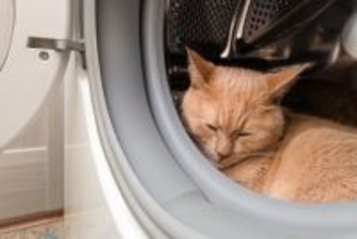 猫が『死ぬ直前』に姿を隠す3つの理由　お別れが近付いているサインや飼い主ができることも