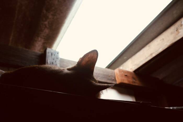 猫が『死ぬ直前』に姿を隠す3つの理由　お別れが近付いているサインや飼い主ができることも