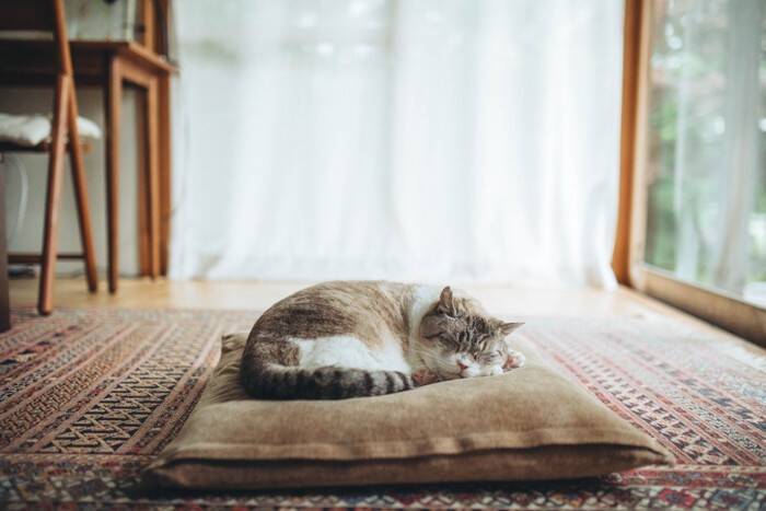 猫に『話しかける』と起こるメリット3つ　愛猫が心地よく感じる話し方のポイントまで