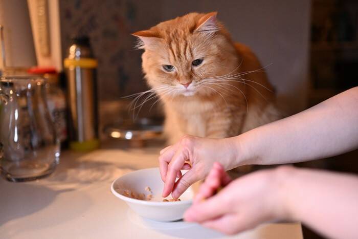 猫が『フードに飽きてしまう』ときの理由3つ　食べないときに試したい改善策もご紹介