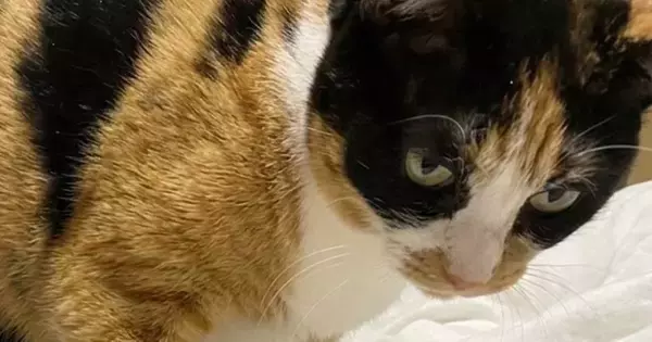 猫が足を踏んでくるのは、“偶然”ではなかった…思わず『ニヤけちゃう瞬間』に14万いいねの反響「知ってたｗｗ」「ご褒美でしかないのよ」