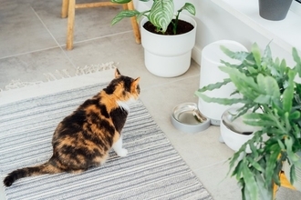 猫の飼い主が『買ってから後悔』しやすいアイテム5選　失敗しがちな原因や選び方のコツ
